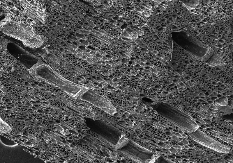 Madeira Corte Fresco 12