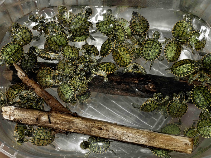 Tartarugas
