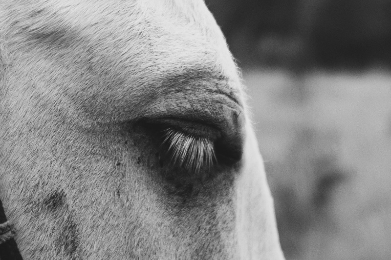 Comment respirent les bêtes 1 