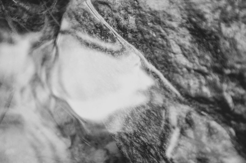 Comment respirent les bêtes 4