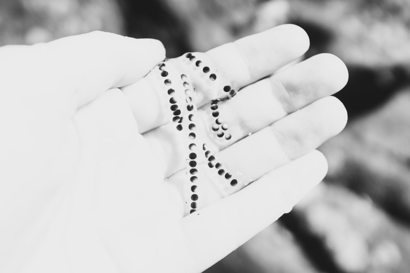 Comment respirent les bêtes 5