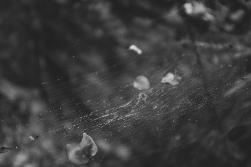 Comment respirent les bêtes 6