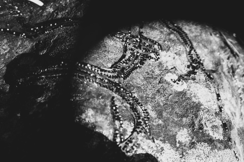 Comment respirent les bêtes 8