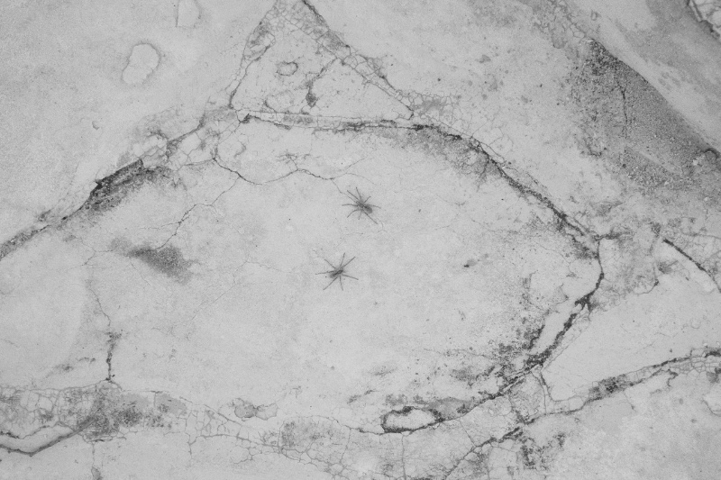 Comment respirent les bêtes 9