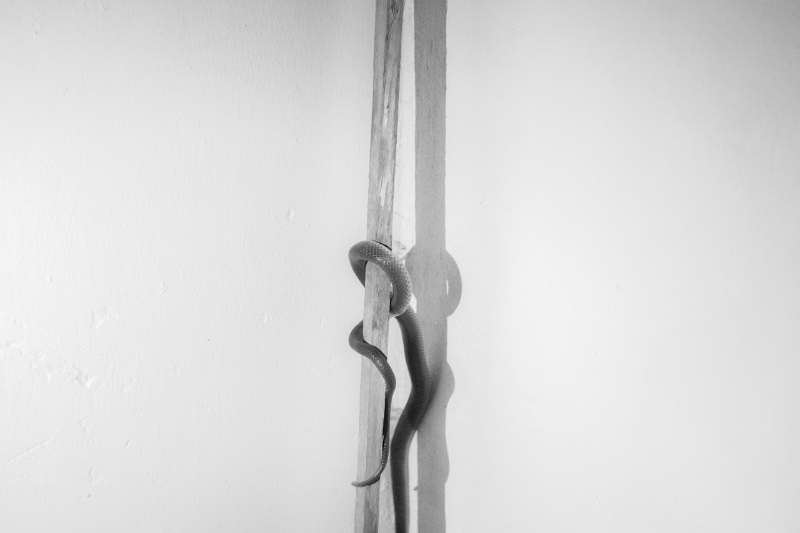 Comment respirent les bêtes 10