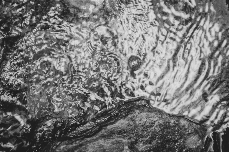 Comment respirent les bêtes 11