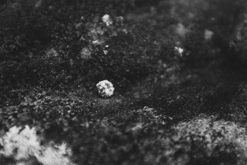 Comment respirent les bêtes 12