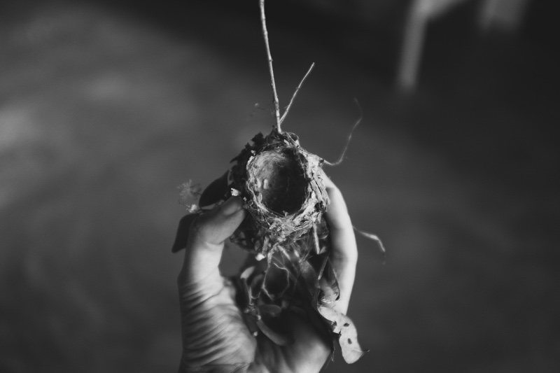 Comment respirent les bêtes 13