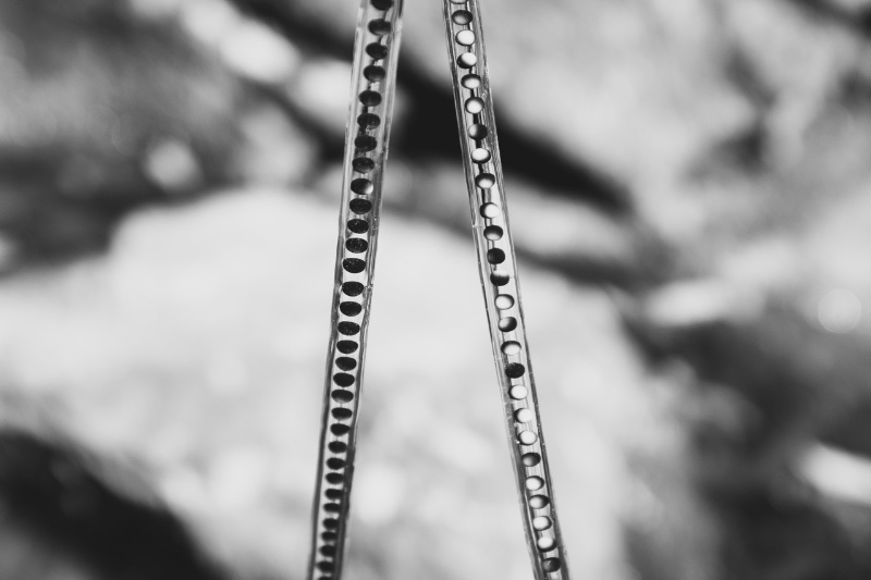 Comment respirent les bêtes 14