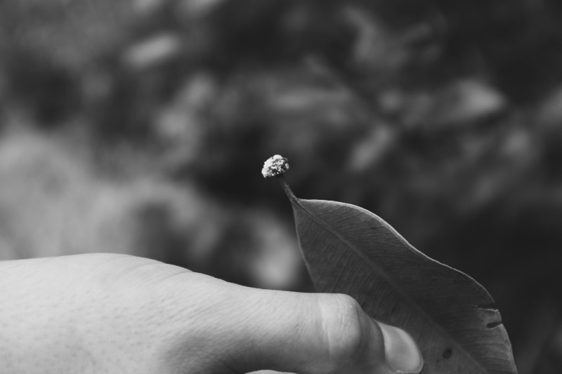 Comment respirent les bêtes 15