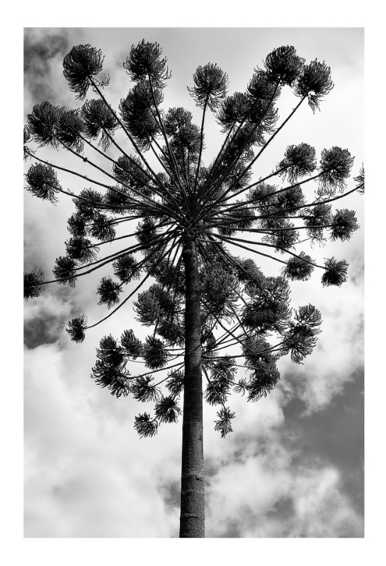 Araucaria, Maria da Fe