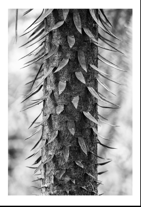 Araucaria, Petropolis