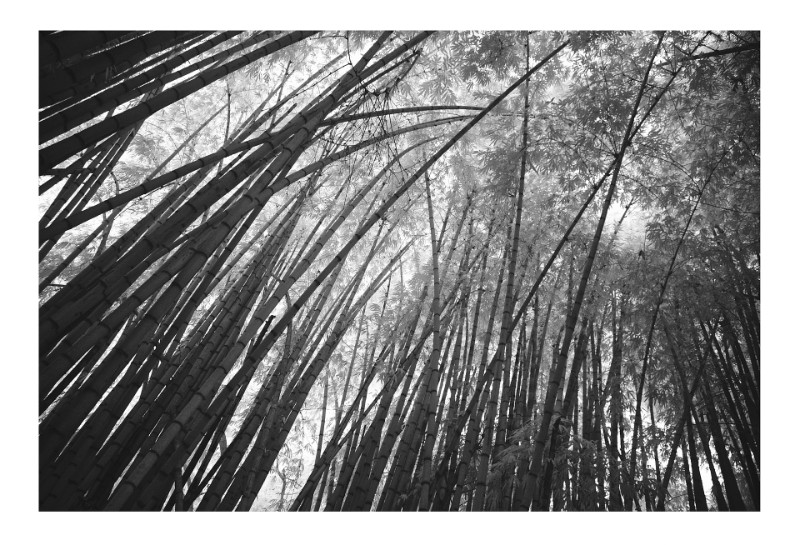 Bambuzal, Rio de Janeiro