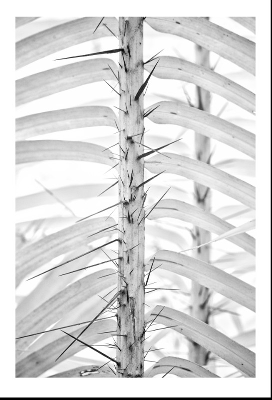 Brejauva, Petropolis