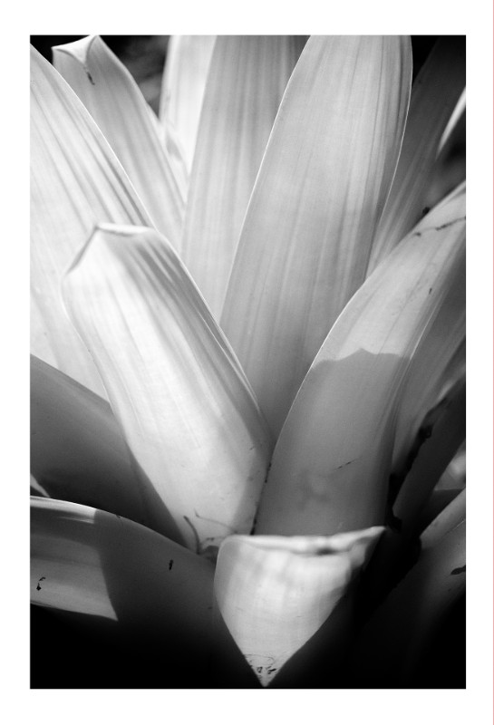 Bromelia 2, Petropolis