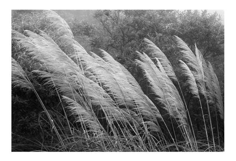 Capim Pluma, Paranapiacaba