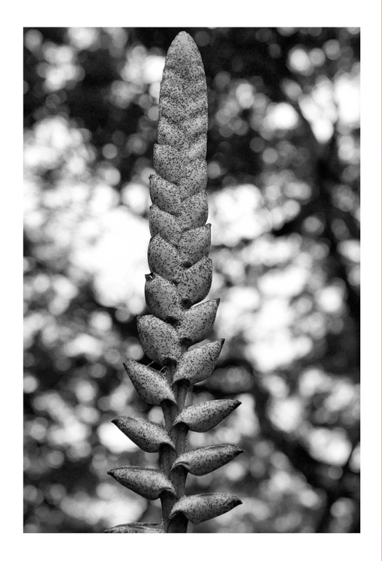 Flor Bromelia, Petropolis