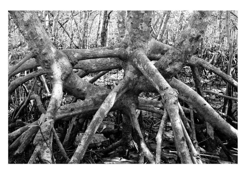 Mangue, Barra do Sahi