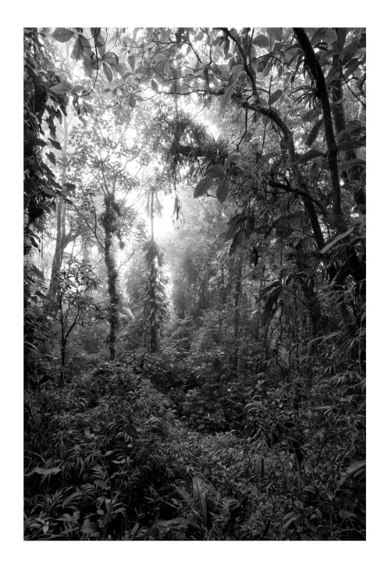 Mata Atlantica 2, Paranapiacaba