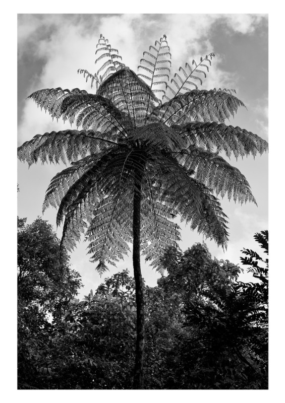 Samambaia 2, Paranapiacaba