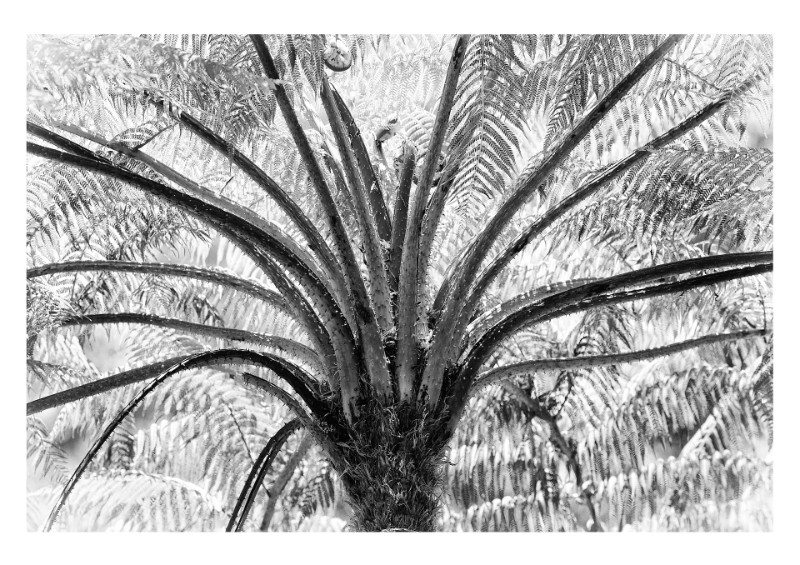 Samambaia 3, Petropolis