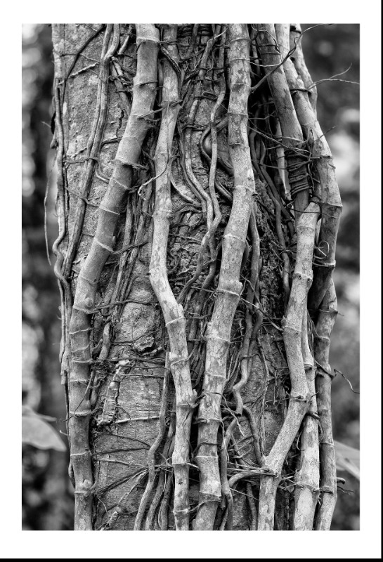 Syngonium, Petropolis