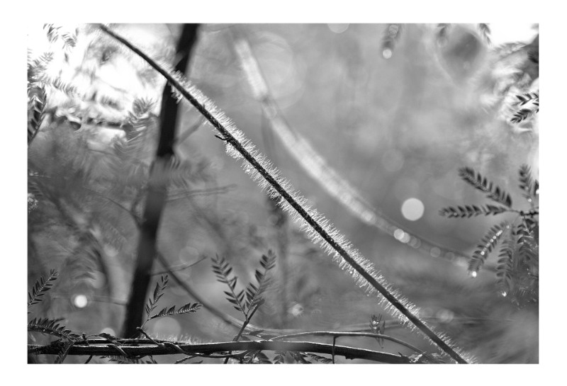 Trepadeira, Petropolis