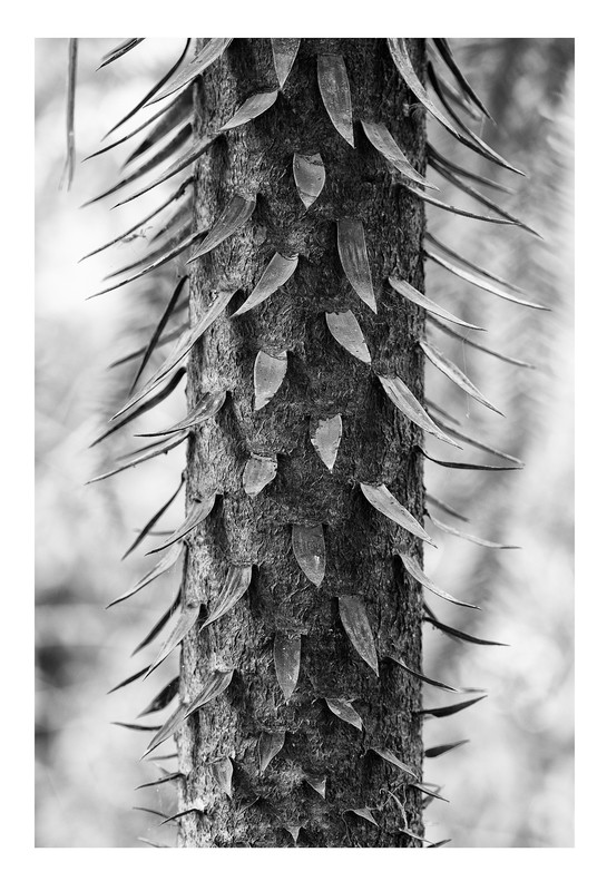 Ricardo de Vicq - Araucaria, Petropolis