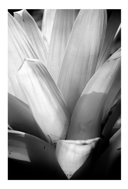 Ricardo de Vicq - Bromelia 2, Petropolis
