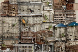 Vik Muniz, Bob Wolfenson e Rosangela Rennó expõem na Bibliothèque Nationale de France